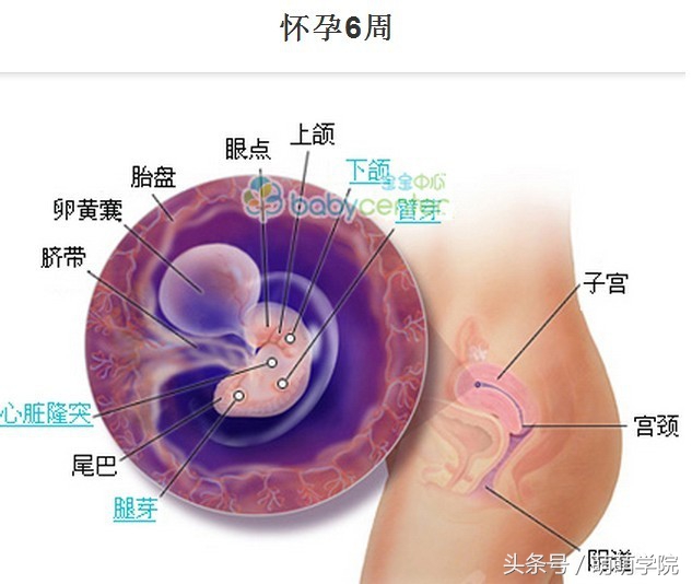 胎儿发育40周全过程b超影像,胎儿1-40周发育过程图高清