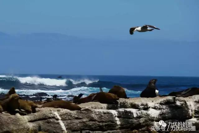 麻麻，为什么不能带我去非洲！