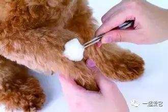 养宠经验分享狗狗伤口化脓怎么办,狗狗中毒急救