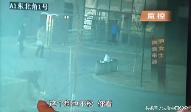 大连狗狗被打事件,宠物狗挑衅大型犬被咬死