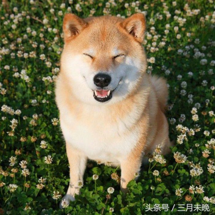 生活中二十种常见狗狗的价格，哪个最名不符实