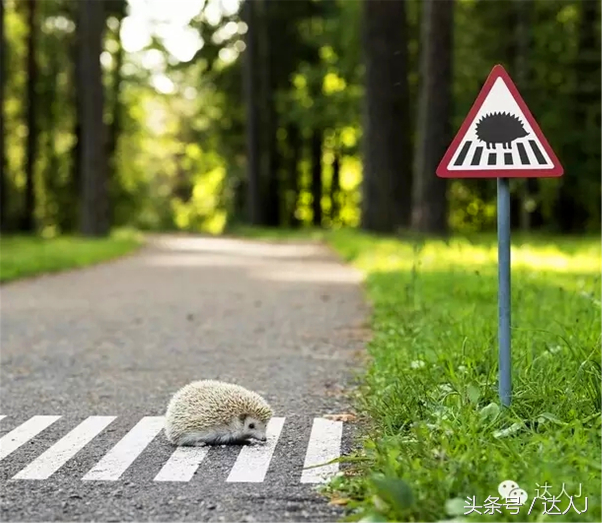 猜猜哪个国家连刺猬都有路牌？