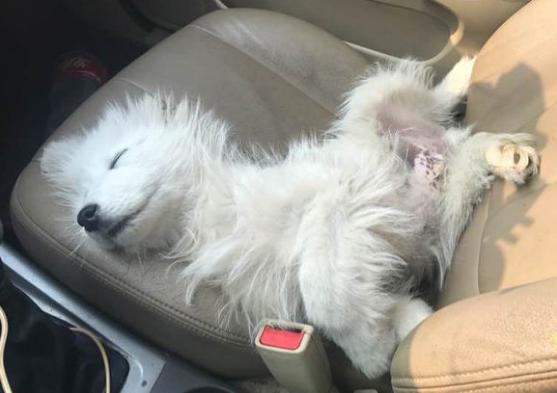 萨摩和两只流浪狗的日常生活,流浪狗萨摩怎么养活它