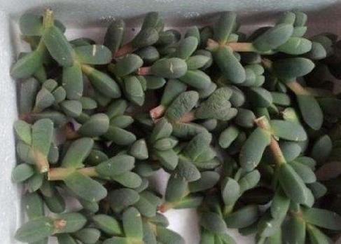 鹿角多肉的养殖方法和注意事项,鹿角多肉如何养殖视频