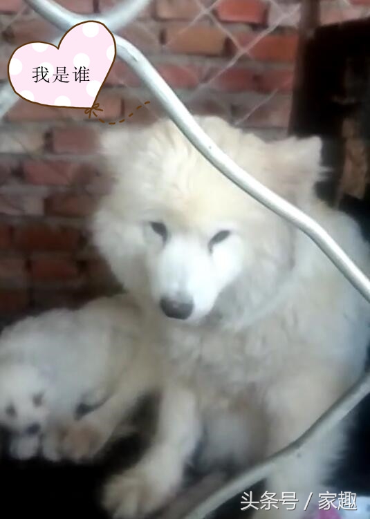 萨摩耶鉴定在线咨询,萨摩耶鉴定