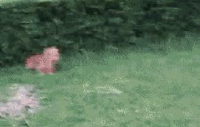 小狗狗的腿也太细了,小狗的腿伸不直该怎么办