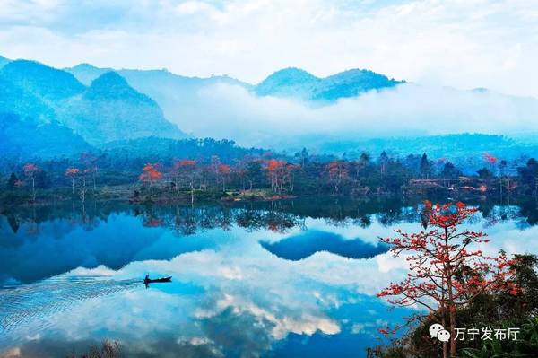 木棉花礼赞作文,木棉花之语