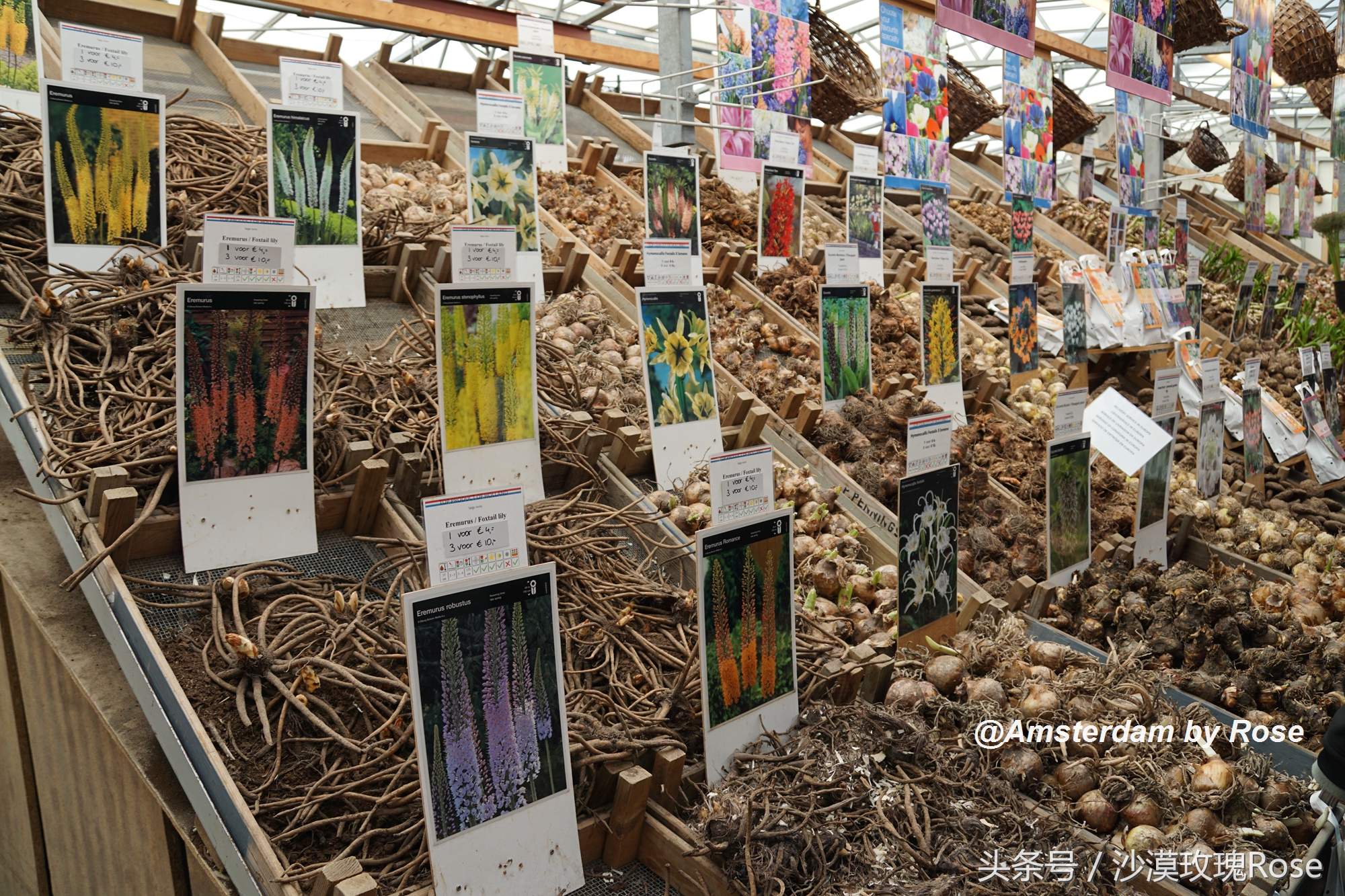 建在水上的鲜花市场，荷兰女王也骑车来买花