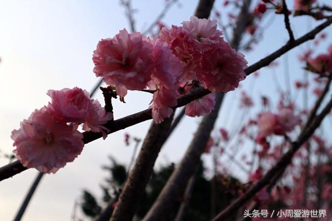不用去日本深圳就能看樱花,日本樱花必看