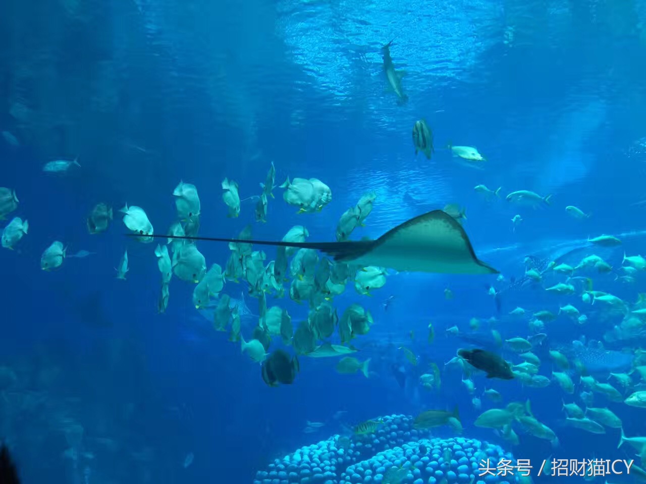 珠海长隆奇幻之旅,广州珠海长隆两天一夜攻略