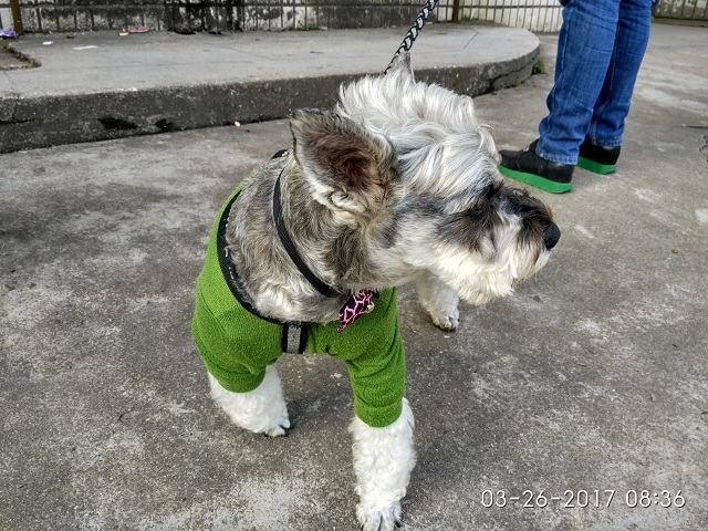 家有雪纳瑞：小灰灰被痛打一顿含冤死去，真相揭开我心酸泪流