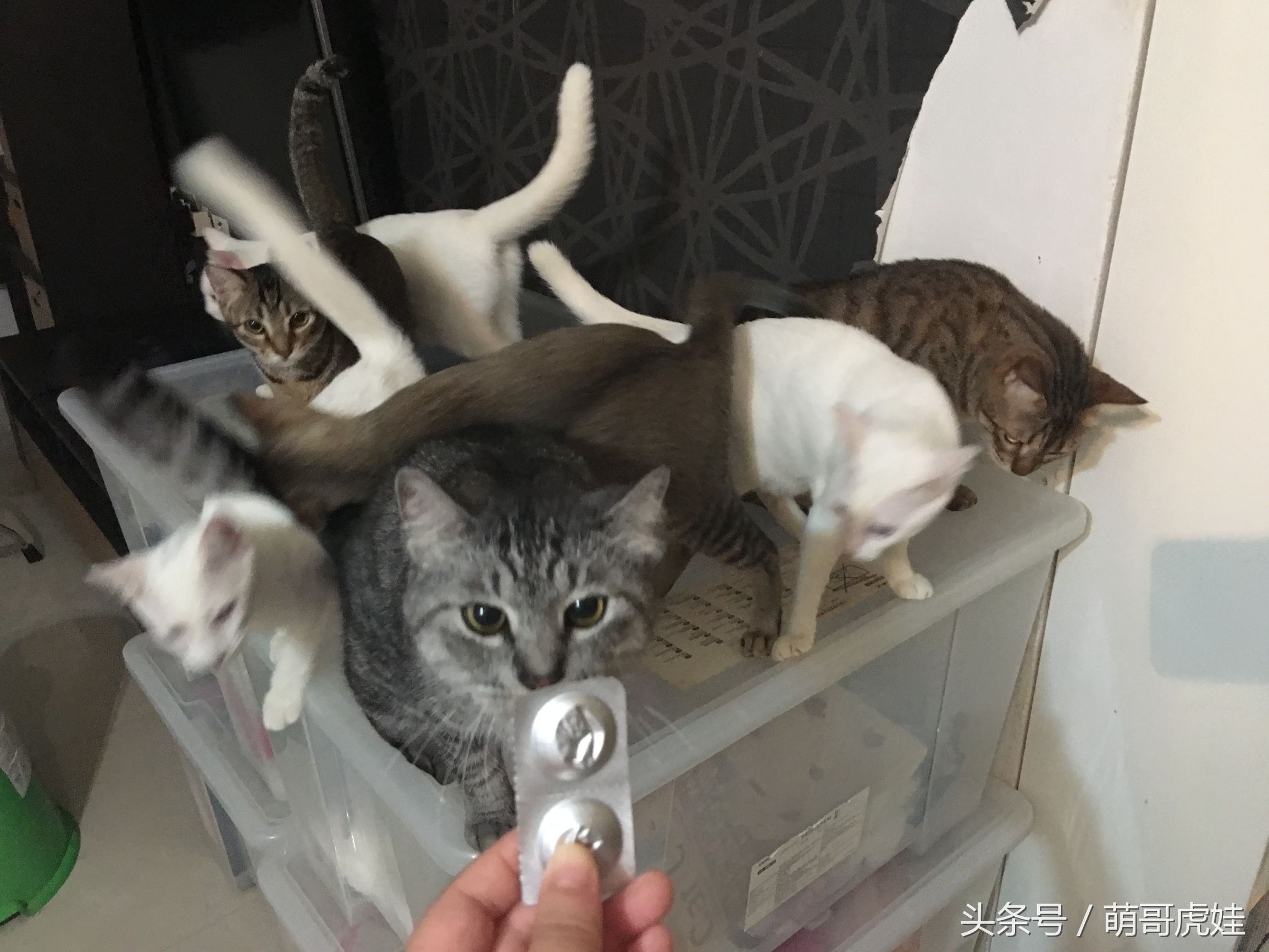 家里小馋猫,家里的小馋猫