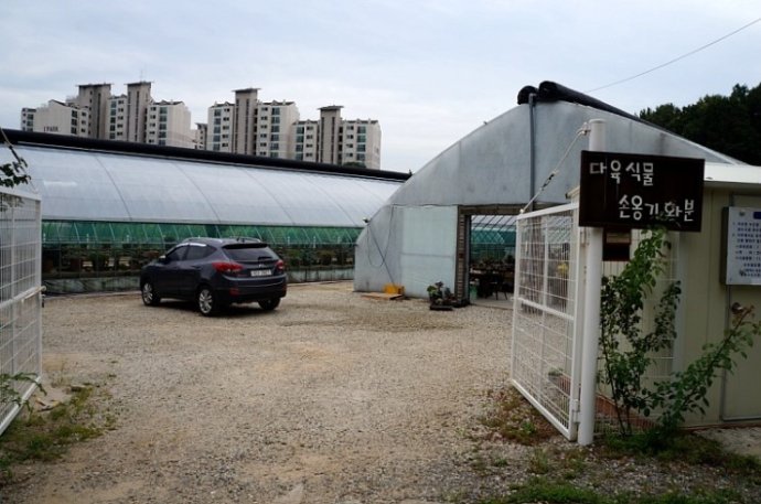 韩国多肉大棚和国内有什么区别,中韩多肉从哪里来