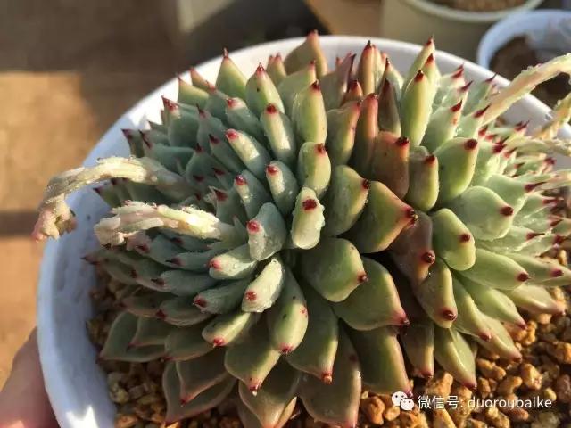 多肉为什么比较坑,多肉基础知识详解