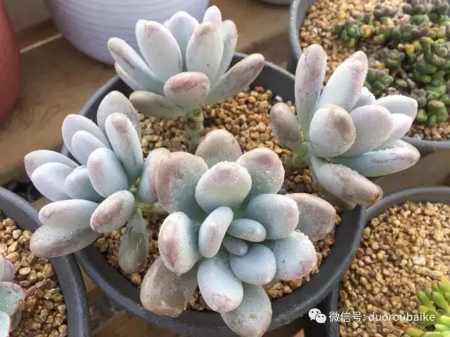 多肉为什么比较坑,多肉基础知识详解