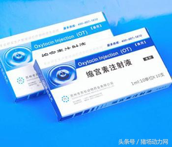 缩宫素可以加在精液里吗？怀孕母猪站不起来？这里有答案