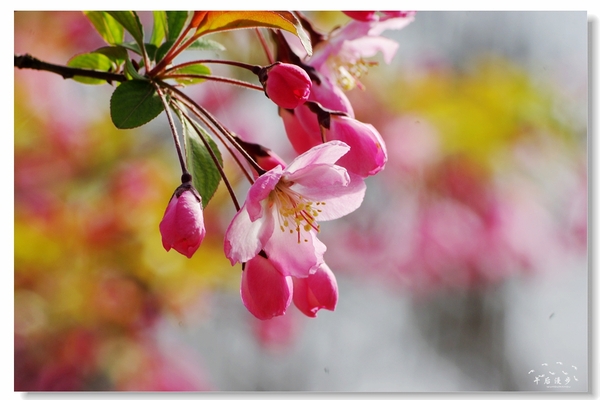 西安牡丹苑花还开着没,西安垂丝海棠哪里有卖