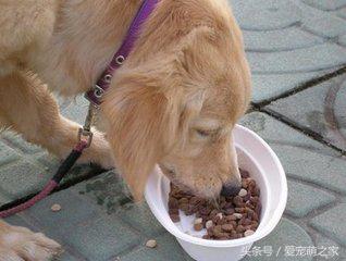 训练狗狗不乱吃地上东西视频,狗狗乱吃东西怎么教育它