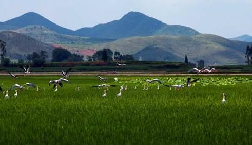 浜戝崡绾㈡渤娉歌タ缇庡コ,浜戝崡娉歌タ鍘跨編濂虫紓浜悧