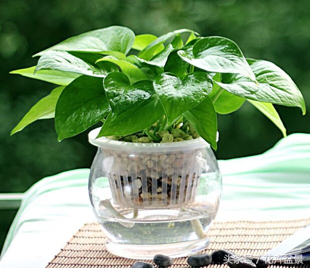 适合跟鱼养在一起的花,适合跟鱼一起养的小盆植物