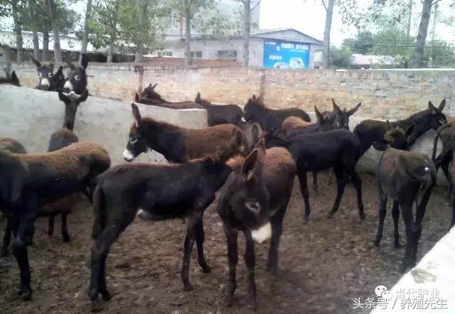 德州驴适合什么地方养殖,德州驴养殖业发展状况如何