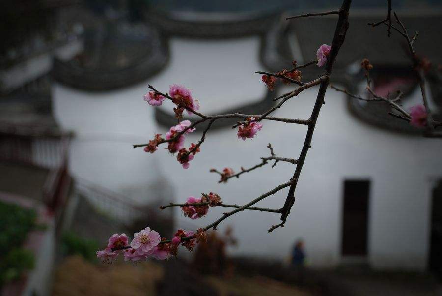 遇见白落梅，相遇不问缘由，重逢不问因果