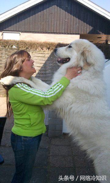 大白熊幼犬怎么养,怎么辨别大白熊幼犬