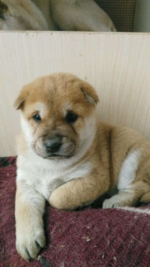 中华田园犬舌头是黑花色,一只黄色的中华田园犬