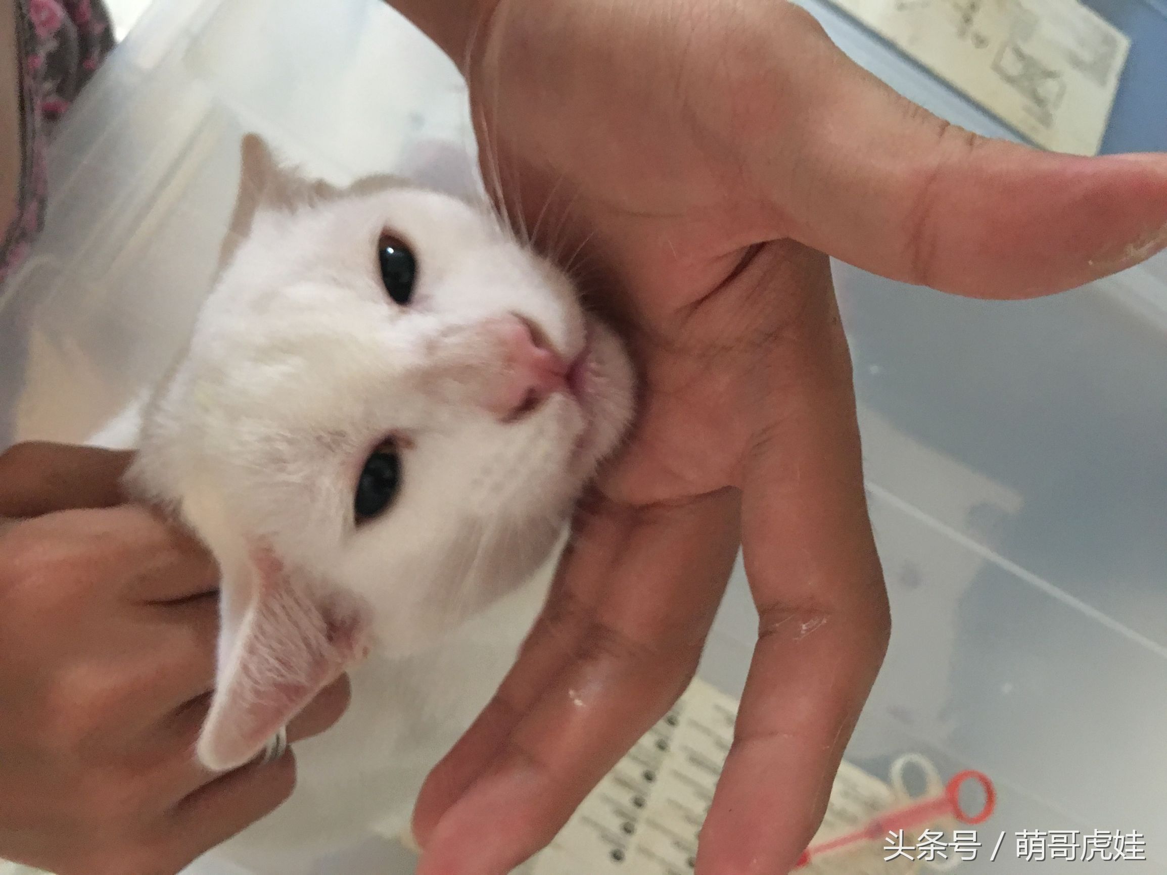 家里小馋猫,家里的小馋猫