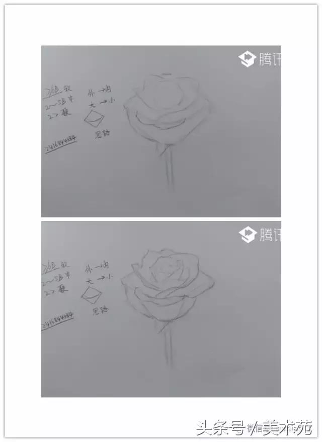 素描怎么画玫瑰花最好看,玫瑰素描画教程