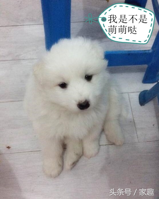 男子吐槽萨摩吃便便，网友坏笑给这建议，超省钱再也不用买狗粮了