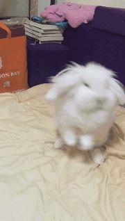 邂逅愚人节！别被兔兔蠢萌的外表所迷惑！