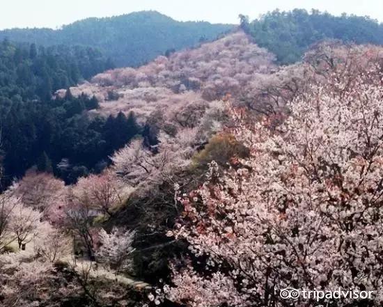 正逢樱花烂漫,何必远行带上这份攻略带你去赏樱