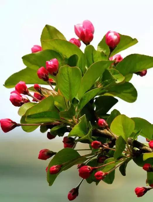 关于清明时节的古诗有哪些,关于清明的古诗并赏析