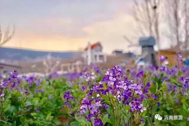 山东沂南秋日花海醉游人,沂南周边看梨花景点