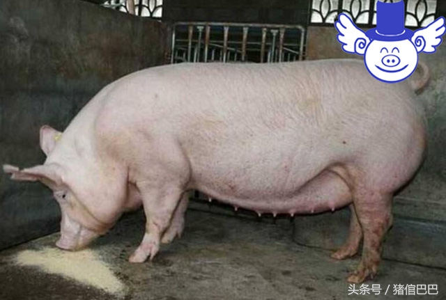 母猪乳房炎怎么引起的,母猪乳房炎最佳治疗方案