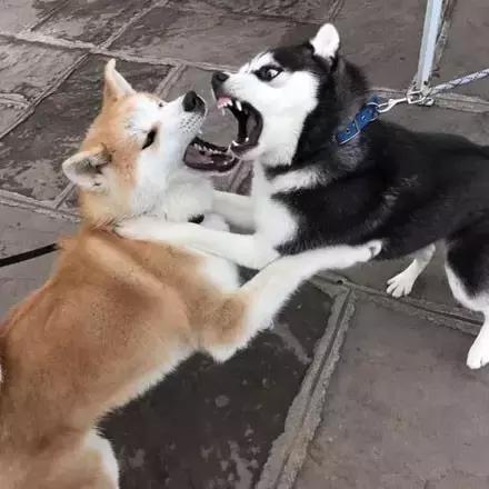 秋田犬大战哈士奇,二哈和秋田犬打架
