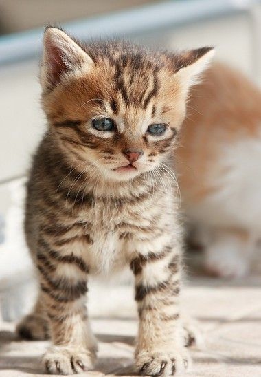 盘点那些最厉害的猫咪,最受欢迎的猫咪品种排行榜前十名