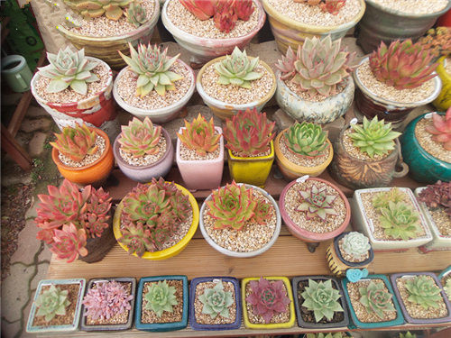 韩国多肉大棚和国内有什么区别,韩国多肉和国内多肉植物的区别