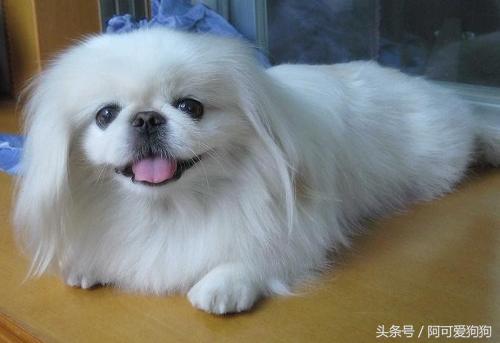 京巴犬以后趋势,京巴犬放开会跑么