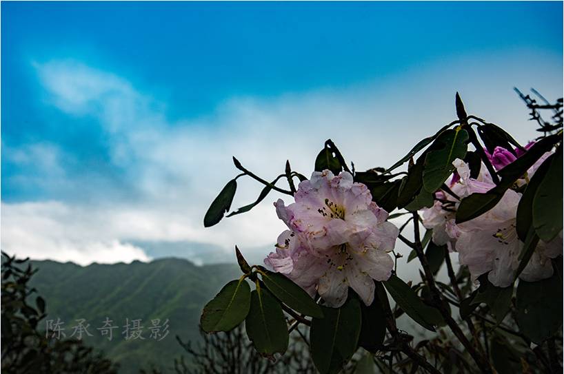 满山的杜鹃红艳艳纯音乐,满山杜鹃红艳艳