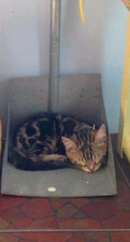 喵星人闻到臭味时的反应,盘点喵星人闻到臭味的真实反应