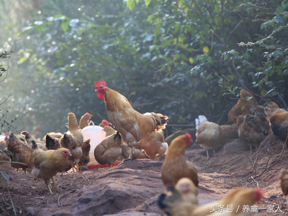 养鸡小知识鸡容易得什么病,农村养鸡如何防治鸡体外寄生虫