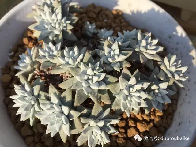 多肉为什么比较坑,多肉基础知识详解