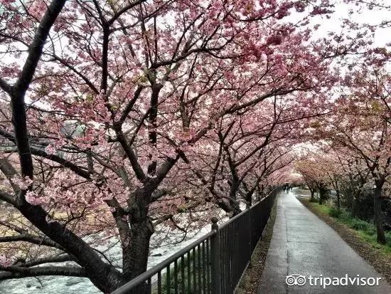 正逢樱花烂漫,何必远行带上这份攻略带你去赏樱