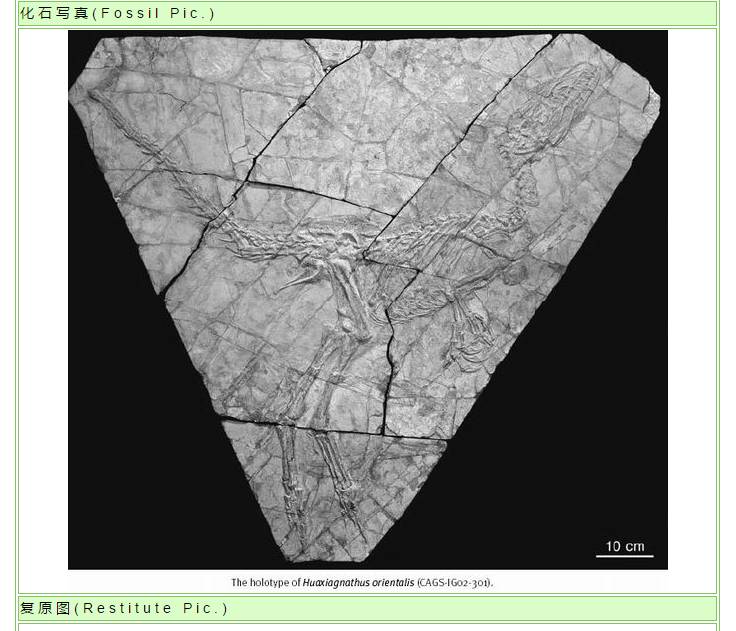 关于科普恐龙的网站,关于恐龙的科普书