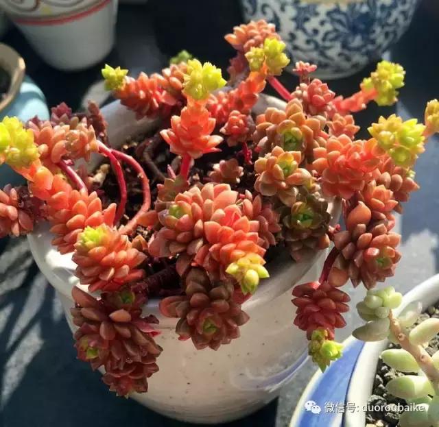 那些年我养过的多肉,这些年养过的花花草草