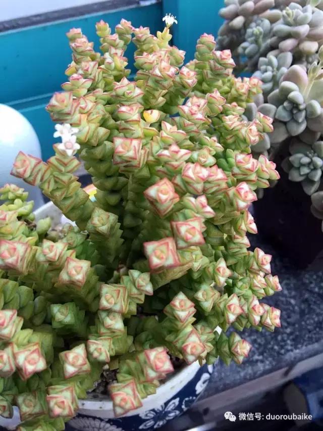 那些年我养过的多肉,这些年养过的花花草草