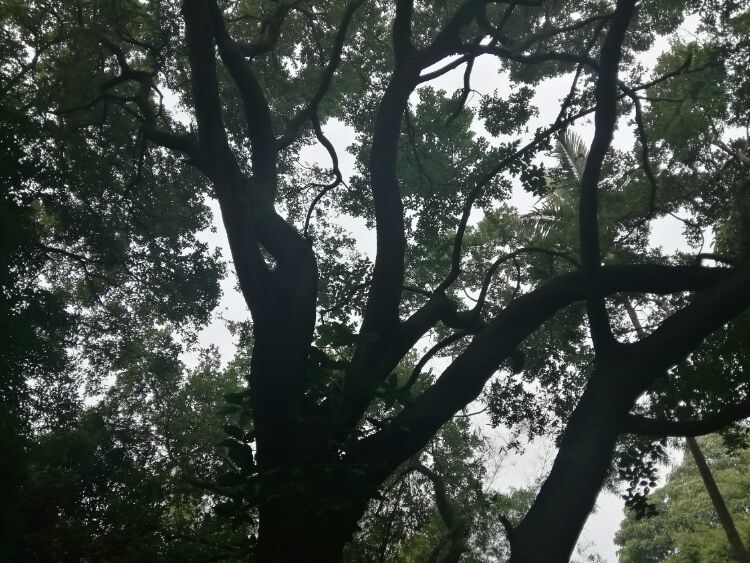 到中山的千年古刹古香林寺旧址周边山林探秘，感觉大自然太美啦