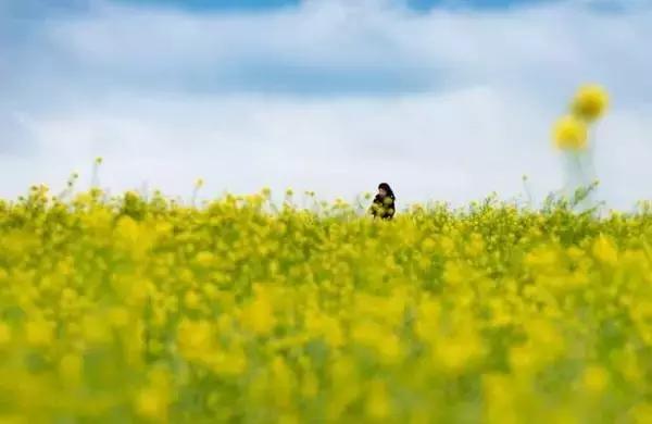 美爆了春天好去处,天津春天赏花的地方有哪些推荐